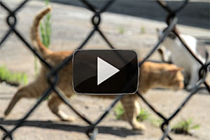 New York City Feral Cat Initiative