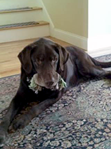 Wheels of Hope transported twelve-year-old chocolate Lab, Eddie, from Animal Care & Control of NYC (AC&C) to a Labs4rescue foster home. (Photo by Rodney Furr)