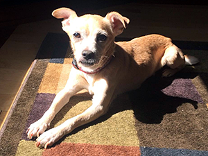 Jack, a blind Chihuahua mix, "is my beautiful blonde boy," says Laurie Hart, his adopter. "He's perfect in every way." (Photo by Laurie and Matt Hart)