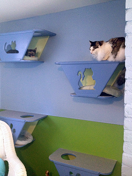 Cats have a choice of cozy wall nooks for napping — or for contemplating a nap. (Photo by Mayor's Alliance for NYC's Animals)