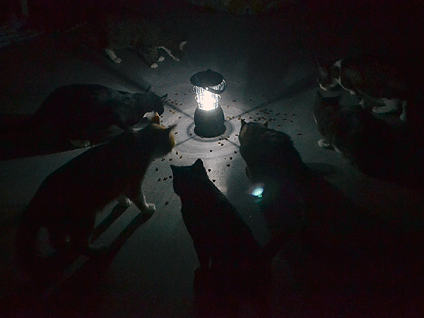The shelter's cats calmly crunched kibble around a hurricane lantern while Hurricane Sandy raged outside. (Photo by Lynn Manno)