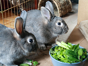 Sisi Zhu adopted sibling rabbits Bonnie and Clyde from Animal Care & Control of NYC (AC&C). (Photo by Sisi Zhu)