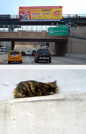While on her way to work, Alliance staffer and experienced feral cat colony caretaker, Evon Handras, spotted a small and very frightened calico cat on a ledge alongside a stretch like this of the Brooklyn-Queens Expressway. (Photo by Evon Handras)