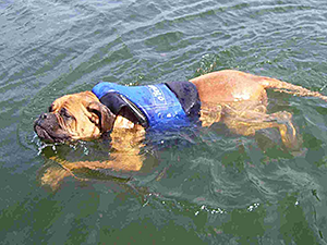 Life has been going swimmingly for Sam, a senior Bullmastiff, since he was rescued and adopted. (Photo by Matt Mitch)
