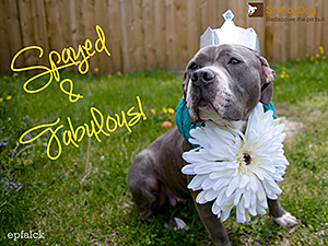 As part of their efforts to reduce the number of pit bulls in shelters, StubbyDog advocates spaying and neutering pets (dressing girly is optional). (Photo by Eric Falck)
