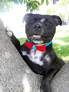 Jambo is one dashing dog, sporting a StubbyDog Crochet for Spays bowtie along with a charismatic canine smile. (Photo by Louise Stapleton Frappell)