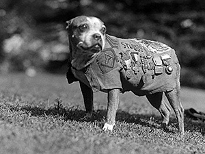 Sergeant Stubby is perhaps the most decorated pit bull mix of all time. Here he is wearing his army coat and medals from his service in World War I.