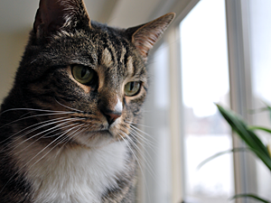 Keeping your cat at home indoors with secure window screens to prevent escape and cooling fans and air conditioning is the best way to ensure her summer safety. (Photo by Krista Menzel)