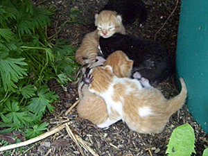 NYCFCIPhoto FindingKittens05