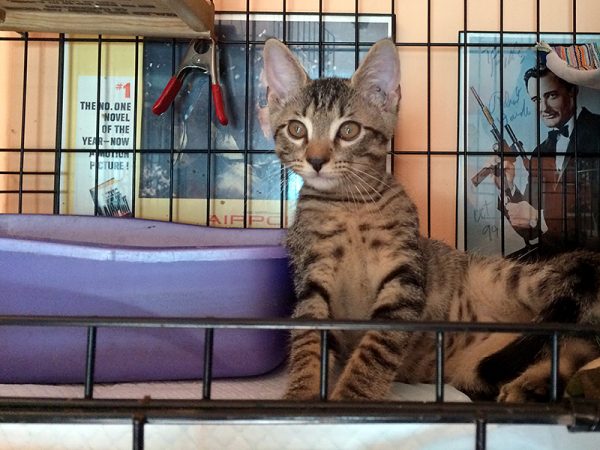 NYPD parking lot kitten, Keanu, was adopted and renamed Taco.