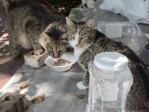 Feeding your colony cats out in the open will provide you with an opportunity to create an awareness of and interest in what is happening with the cats in a neighborhood. (Photo by Maggie O'Neill)