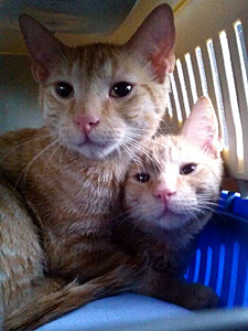 Do we look like garbage to you? With the help of a network of caring people, Nacho and Rusty are now safe and awaiting adoption. (Photo by Cats in the Cradle Rescue)