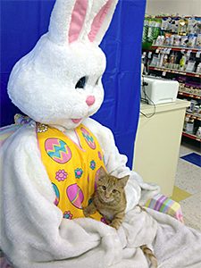 Brave little Rusty posed with the Easter Bunny and met potential adopters at Petco on March 23. (Photo by Cats in the Cradle Rescue)