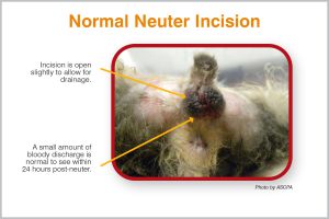 Normal Neuter Incision (Photo by ASPCA)