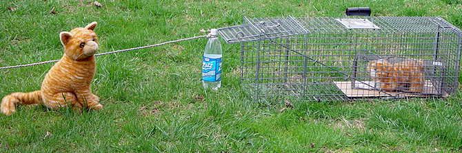 PHOTO 2: In the reverse situation, when mom isn't trapped first and won't go near the trap, the bottle and string are also necessary because putting another trap inside a trap renders the trip plate unusable. Hopefully the kitten will call out to mom. For the photo, the trap is out in the open, but trapping may work better in a secluded area or with the end of the trap covered so mom will need to go into the trap to approach the kitten. (Photo by Urban Cat League)