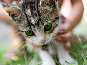 Taming feral kittens for adoption can support the ultimate success of a TNR project.