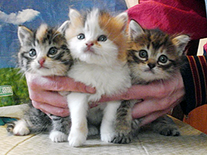Removing kittens reduces the costs to feed and care for a colony and allows for a better quality of ongoing, lifelong care to be provided to remaining colony members.