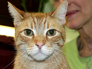 7-year-old orange tabby, Baxter, is just one of the Frankie’s Fund for Feline Care & Rescue senior cats who will be available for adoption at Cauz For Pawz Thrift Stores on May 4. (Photo by Melina Gabler)