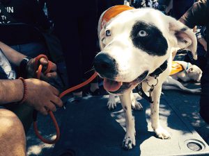 300 dogs, cats, puppies, kittens, and rabbits met their loving new families at Adoptapalooza in Union Square on May 21, 2017. (Photo by Thea Feldman)