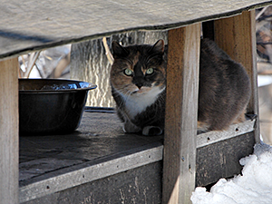 A raised feral cat feeding station with a roof can help keep food from freezing or being buried by snow. (Photo by Krista Menzel)