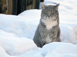 Stray and feral community cats need protection from NYC's cold, damp winter weather. (Photo by Krista Menzel)