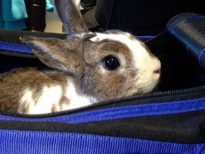 Oscar was neutered at last year's free rabbit spay/neuter clinic at the Humane Society of New York. (Photo by Sandra DeFeo, The Humane Society of New York)