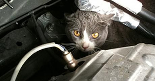 Cat in car engine