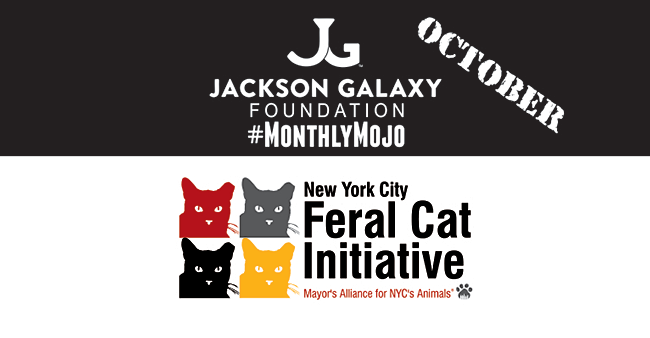 Jackson Galaxy Foundation Monthly Mojo - October 2016 - NYC Feral Cat Initiative