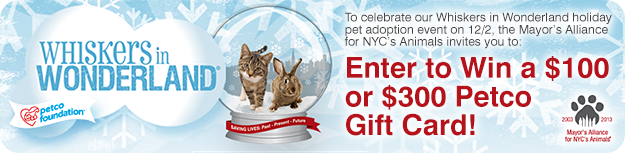Enter to Win a $100 or $300 Whiskers in Wonderland Petco Gift Card!