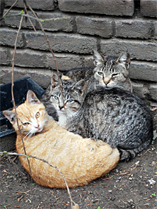 The July 27 agreement designates Trap-Neuter-Return (TNR) as the best feral cat management practice for NYC. (Photo by Krista Menzel)