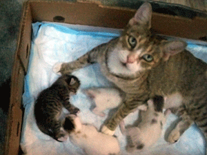 Friendly Gypsy and her four newborn kittens were removed by NYCFCI volunteers from a potential flood area in the Bronx.