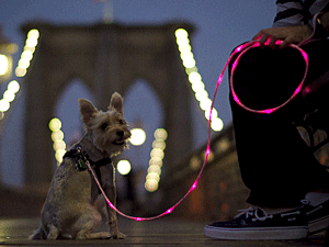 Edie models The Pup Crawl Lights-Up Leash in pink. (Photo by The Pup Crawl)